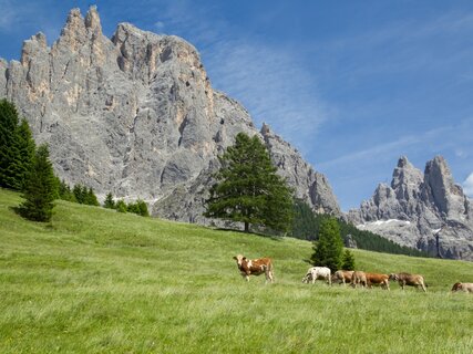Prati Col, Pale di San Martino 