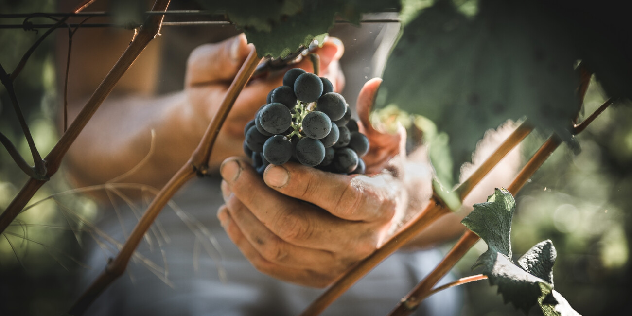 Az. Agr. De Vescovi Ulzbach #6