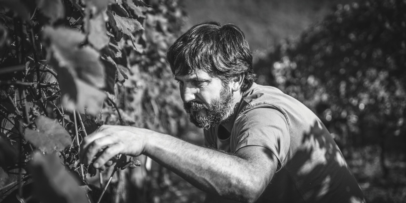 Az. Agr. De Vescovi Ulzbach #7