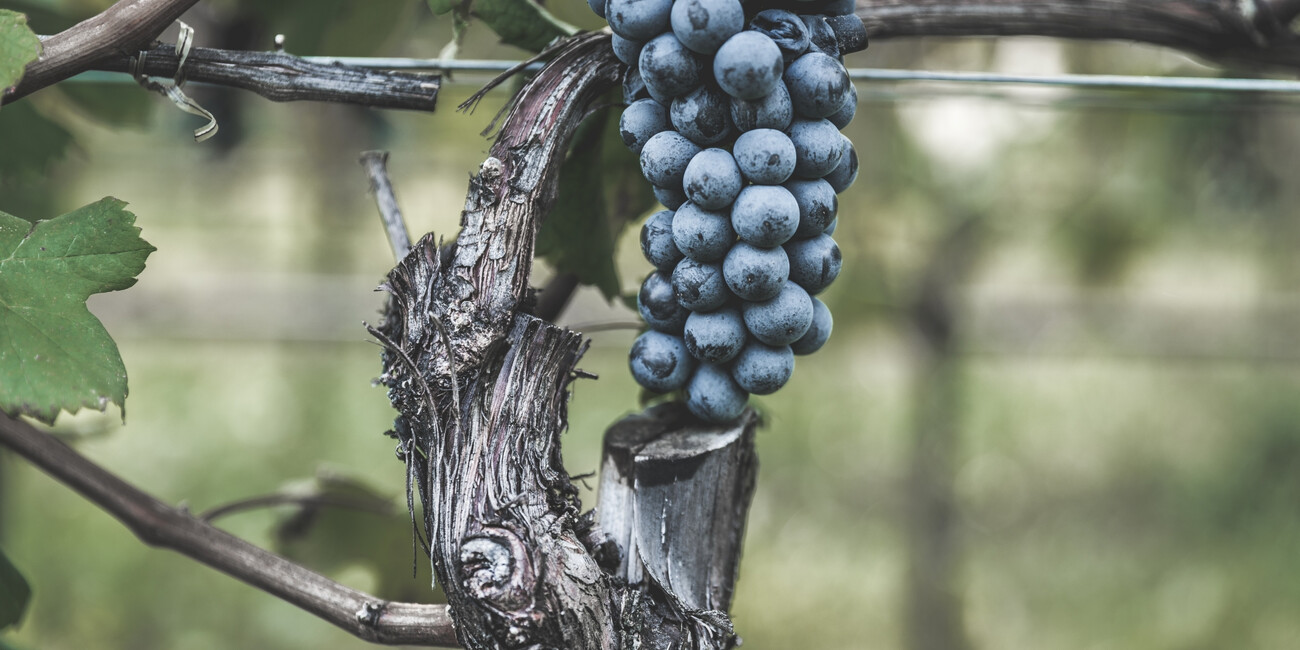 Az. Agr. De Vescovi Ulzbach #8