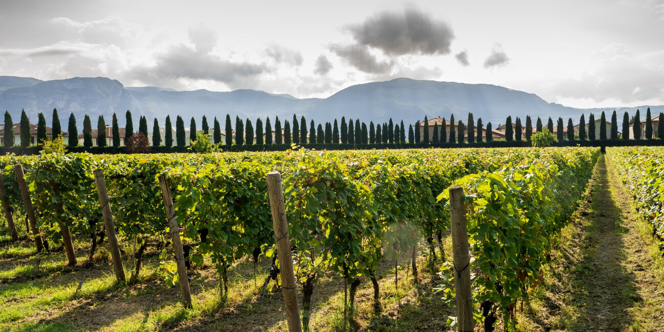 Az. Agr. Foradori #2