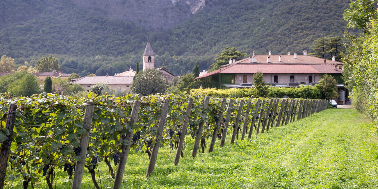 Az. Agr. Foradori #7