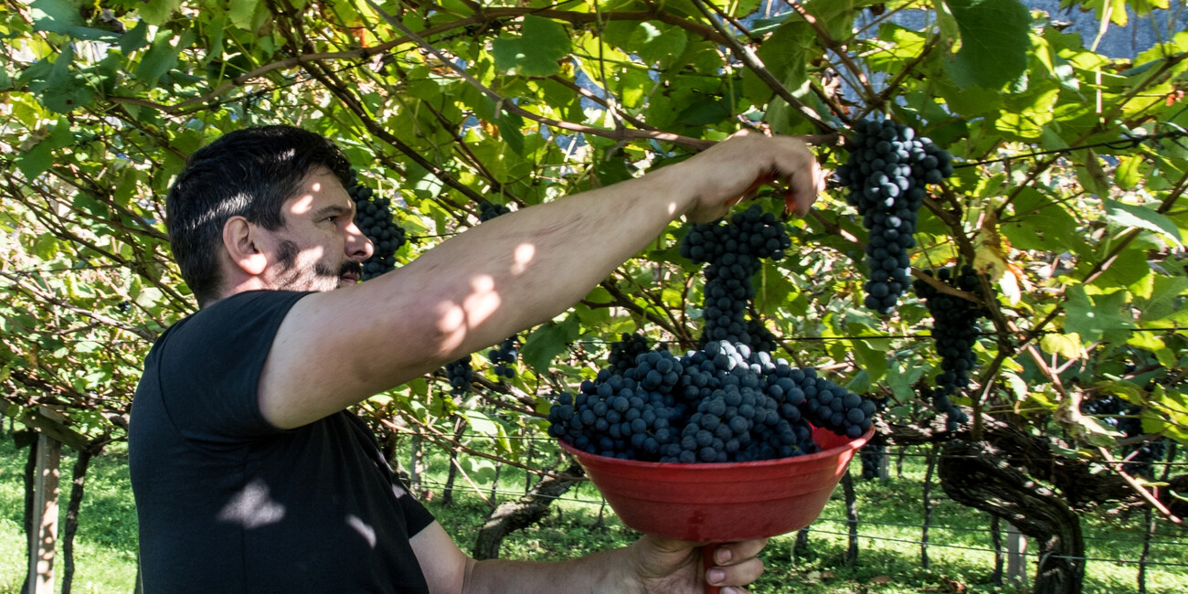 Az. Agr. Redondèl #2