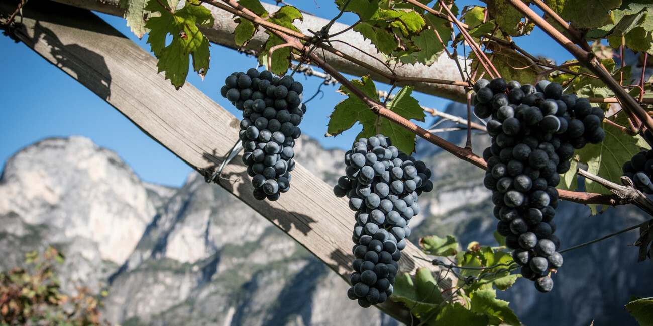 Az. Agr. Redondèl #5