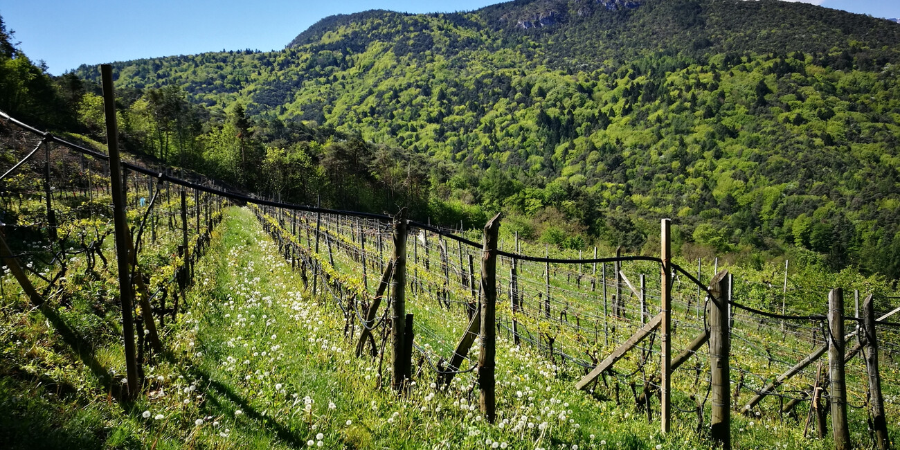 Az. Agr. Villa Piccola #3