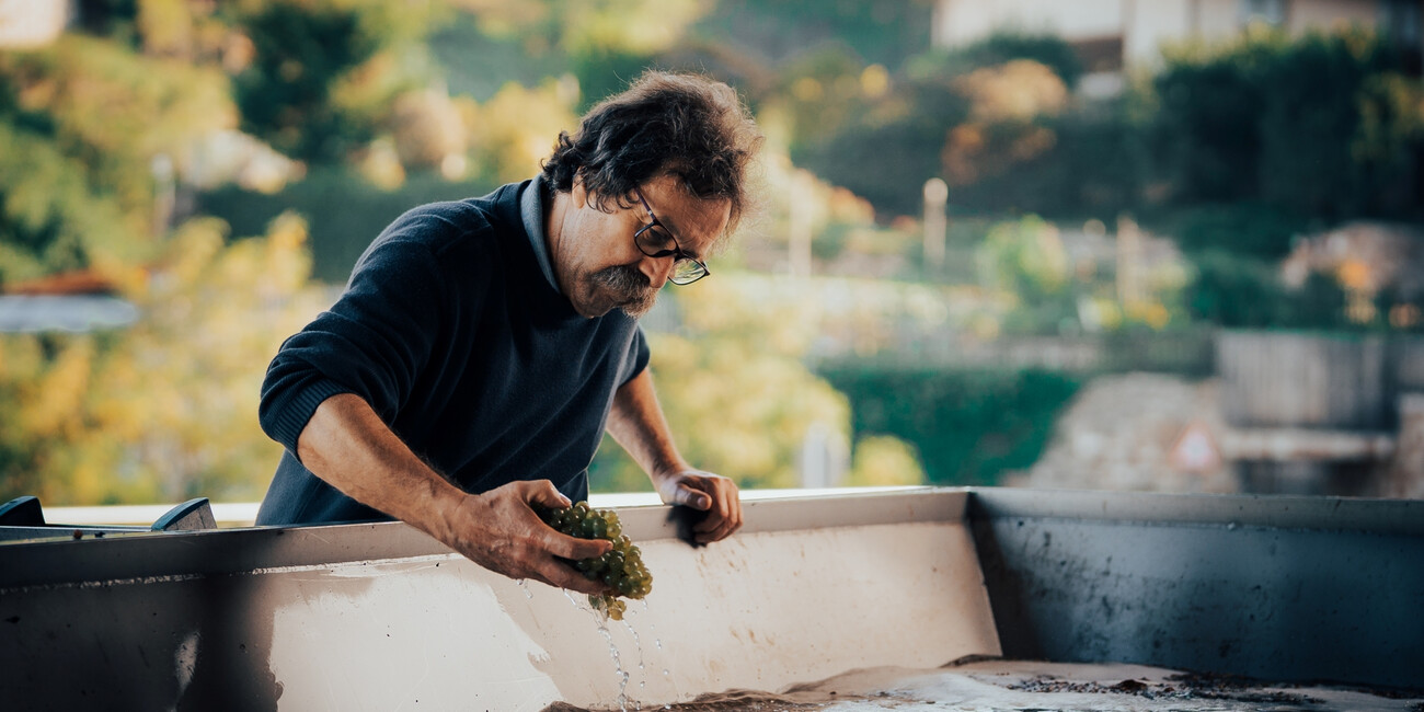 Az. Agr. Pojer e Sandri #4