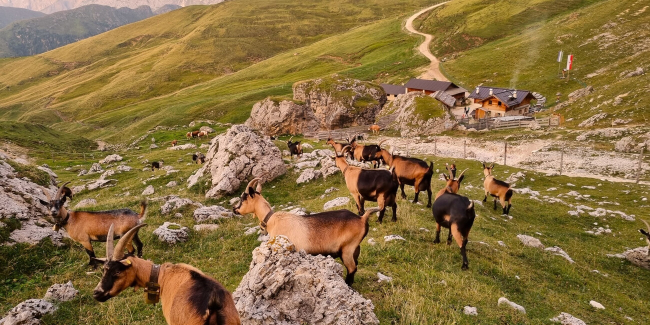 Malga Sasso Piatto #10