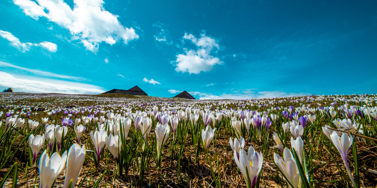 Belvedere Cima Pioverna #1