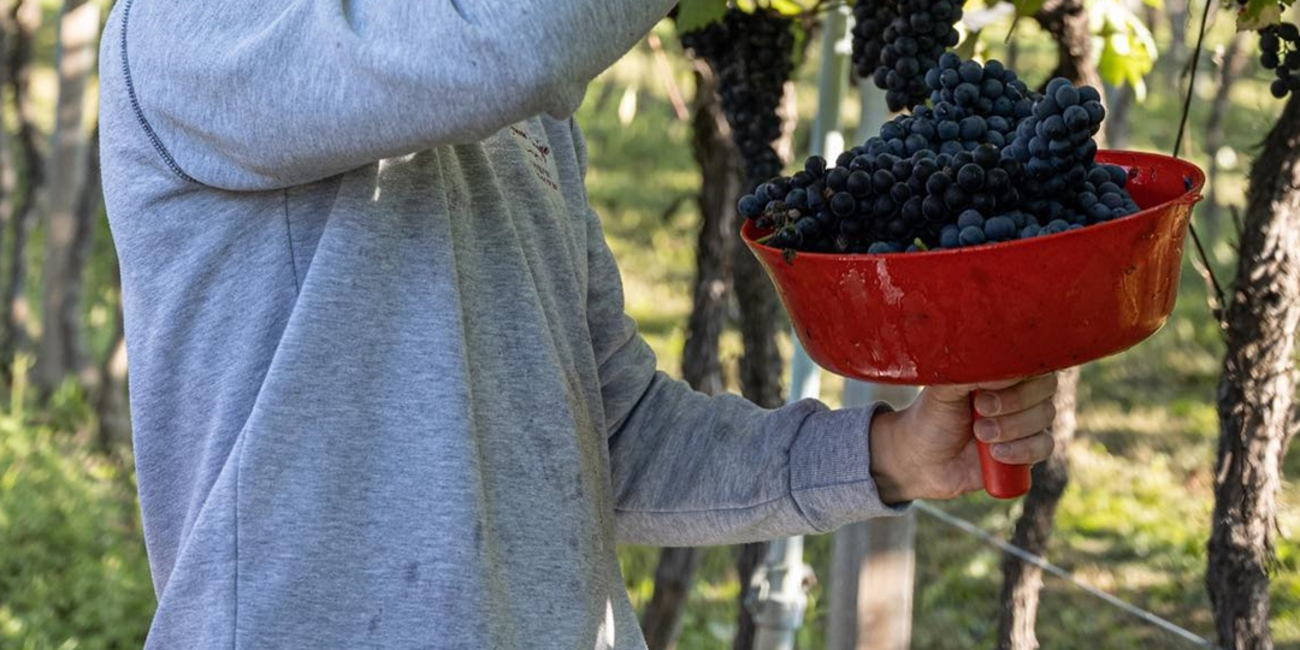 Cantina Zanini Luigi #1