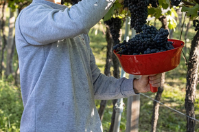 Cantina Zanini Luigi