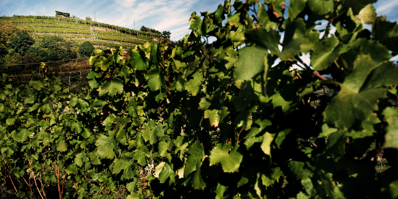 Cembrani DOC - Simoni #1