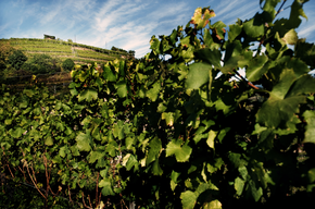 Cembrani DOC - Simoni