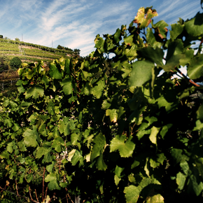 Cembrani DOC - Simoni