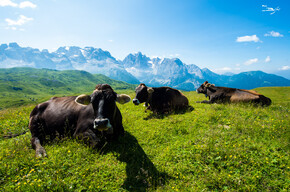 Mucche di razza Rendena