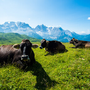 Mucche di razza Rendena
