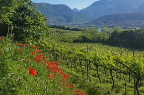 Marco Tonini - Viticoltore in Isera