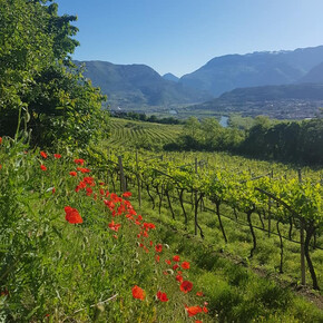 Marco Tonini - Viticoltore in Isera