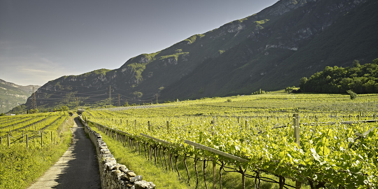 © Daniele Montigiani 