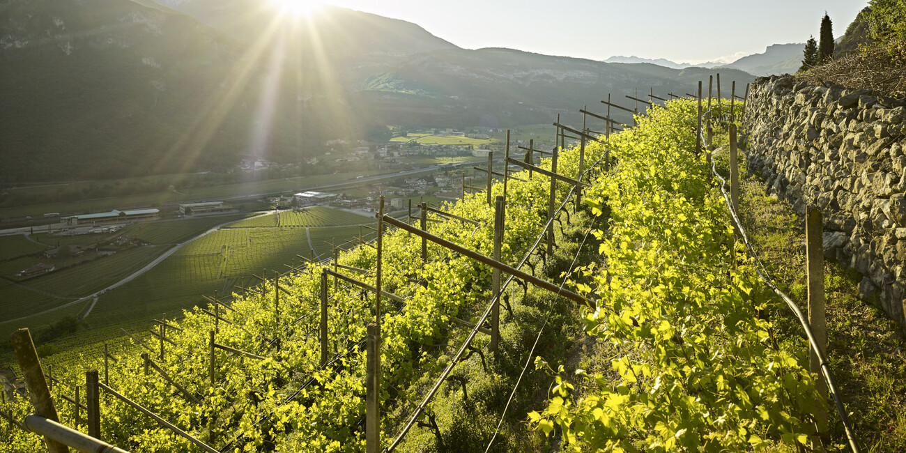 © Daniele Montigiani 