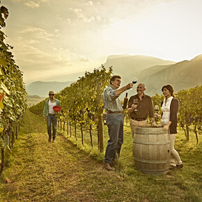 Wine trekking in Trentino