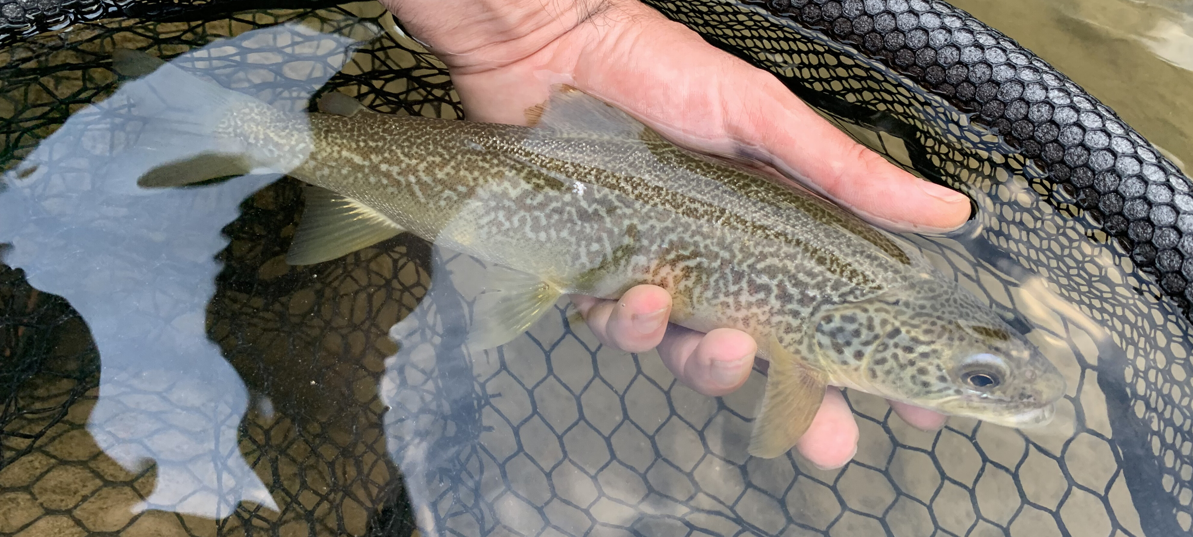 Guide to Fishing for Marble Trout in Trentino
