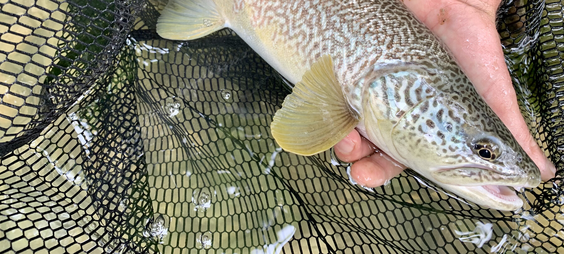 Trota Marmorata: Guida Alla Sua Pesca in Trentino