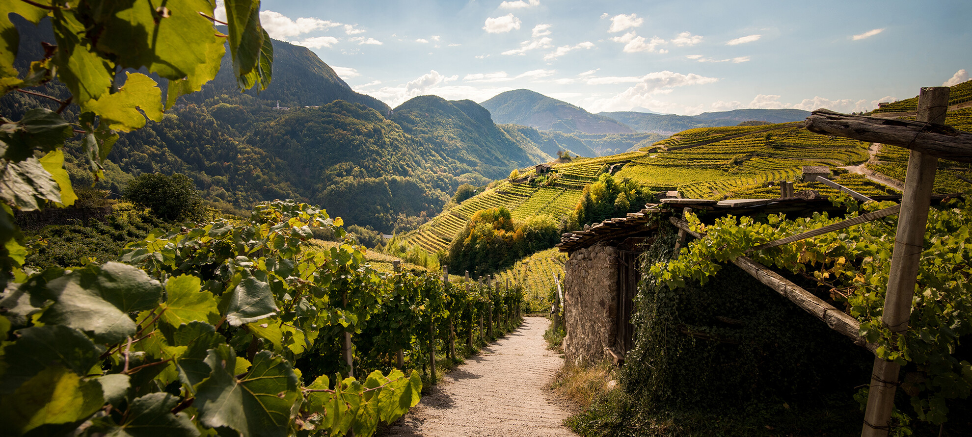 Среди лесов и виноградников