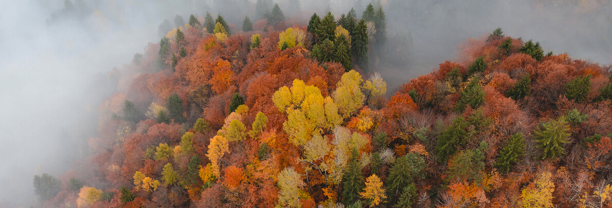 I boschi in autunno? Tutto un altro colore!