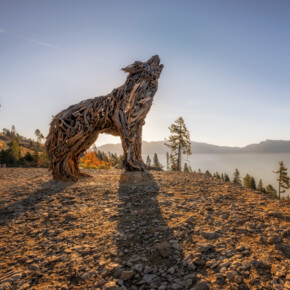 Lupa Lagorai | © Dejan Bilic - Apt Valsugana