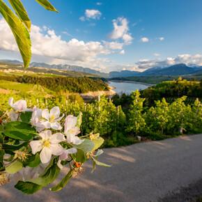Val di Non - Revò - Lago di Santa Giustina - Meleti in fiore | © Paolo Crocetta