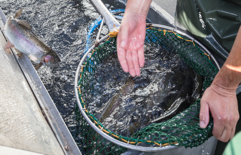 Trote e salmerini alpini
