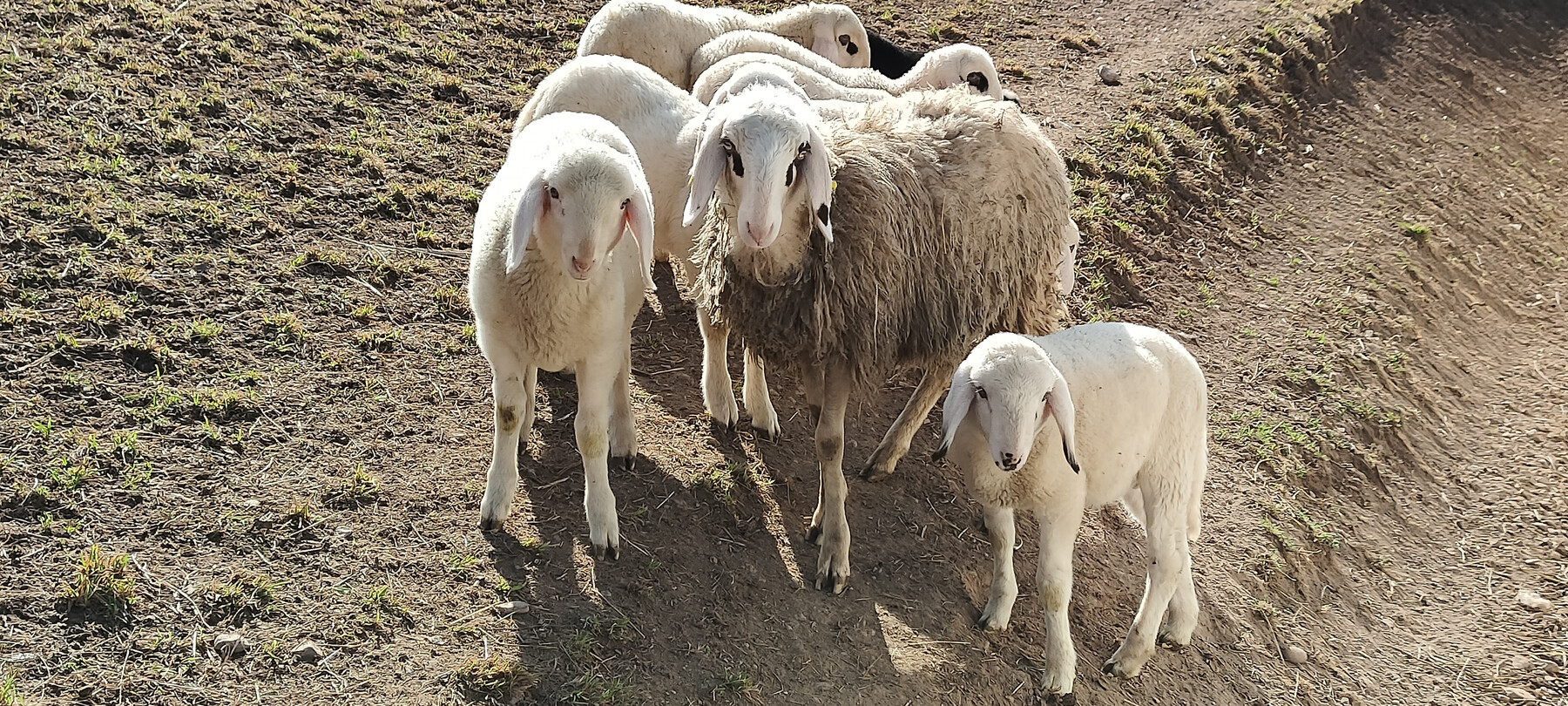 Filiera della lana pecore | © Archivio Trentino Mktg