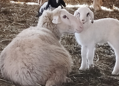 Filiera della lana  | © Archivio Trentino Mktg