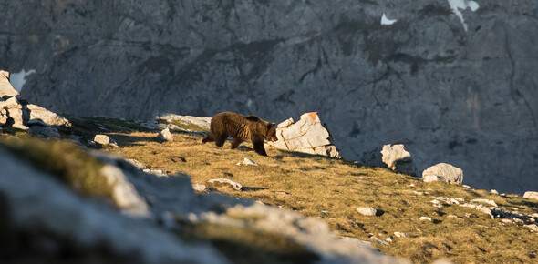 Der Bär im Trentino