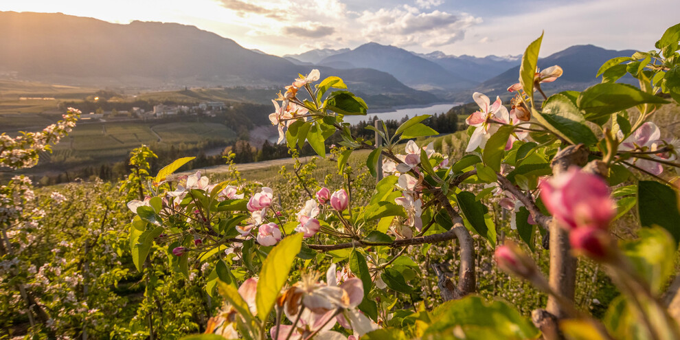 Val di Non - Meleti in fiore | © Paolo Crocetta