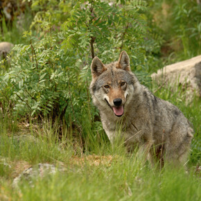 Der Wolf im Trentino