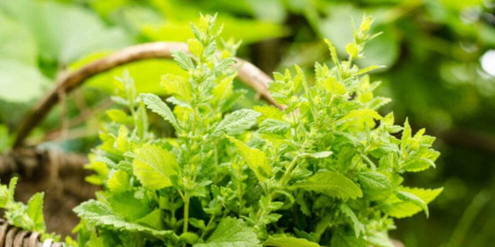Foraging and survival: herbs you can eat