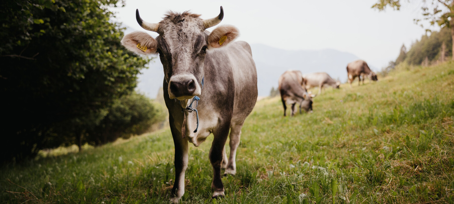 Valsugana sostenibile