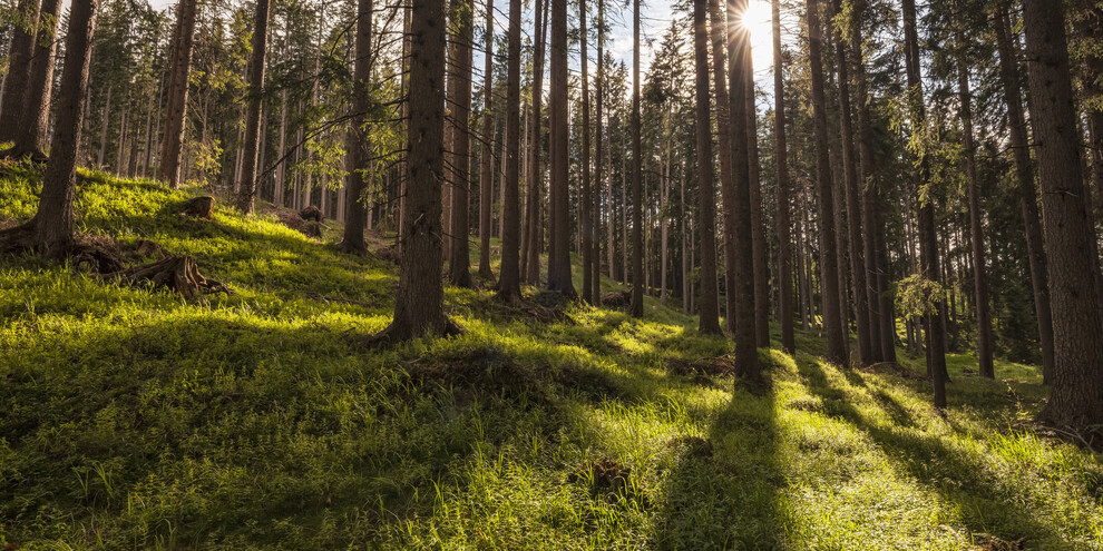 Ascoltare la “Foresta dei Violini”