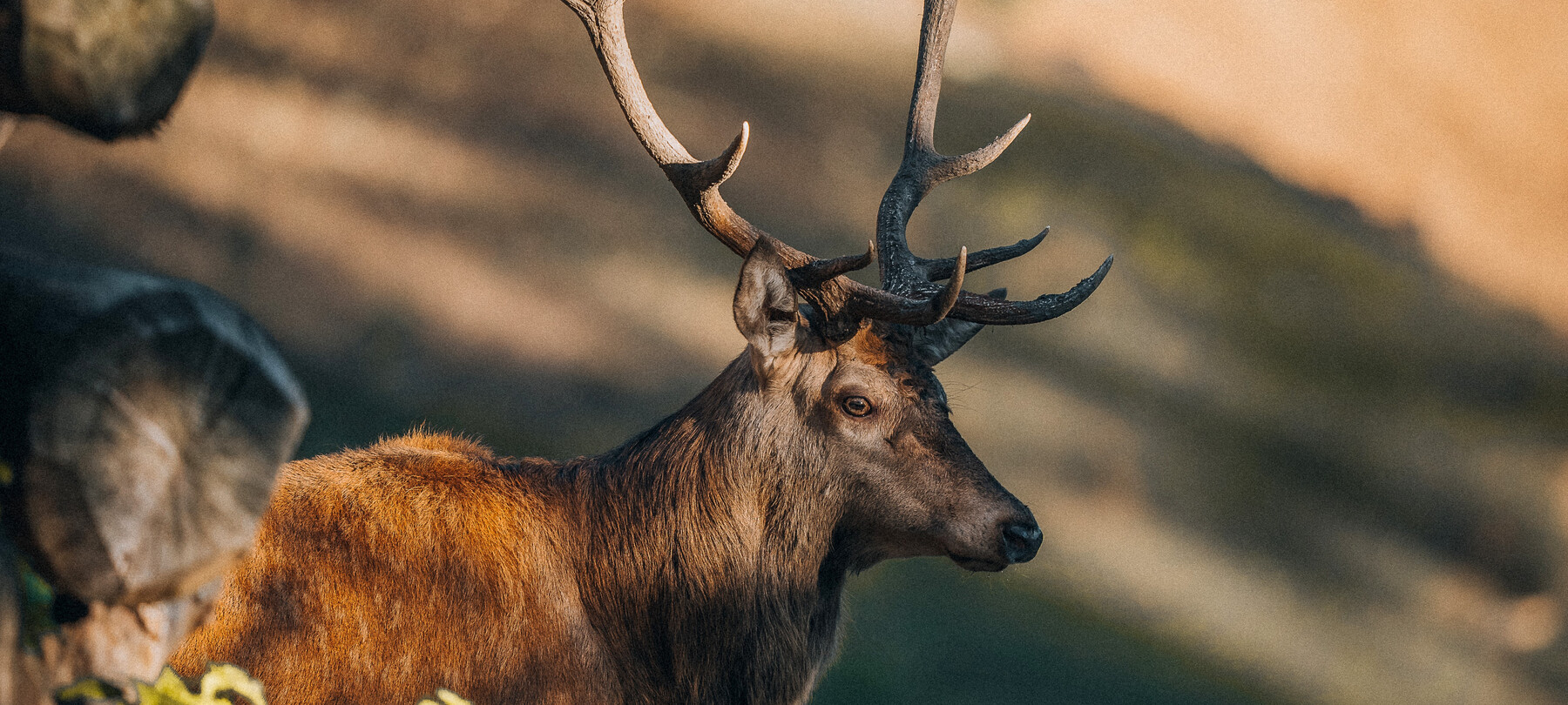 Il bramito del cervo in Trentino
