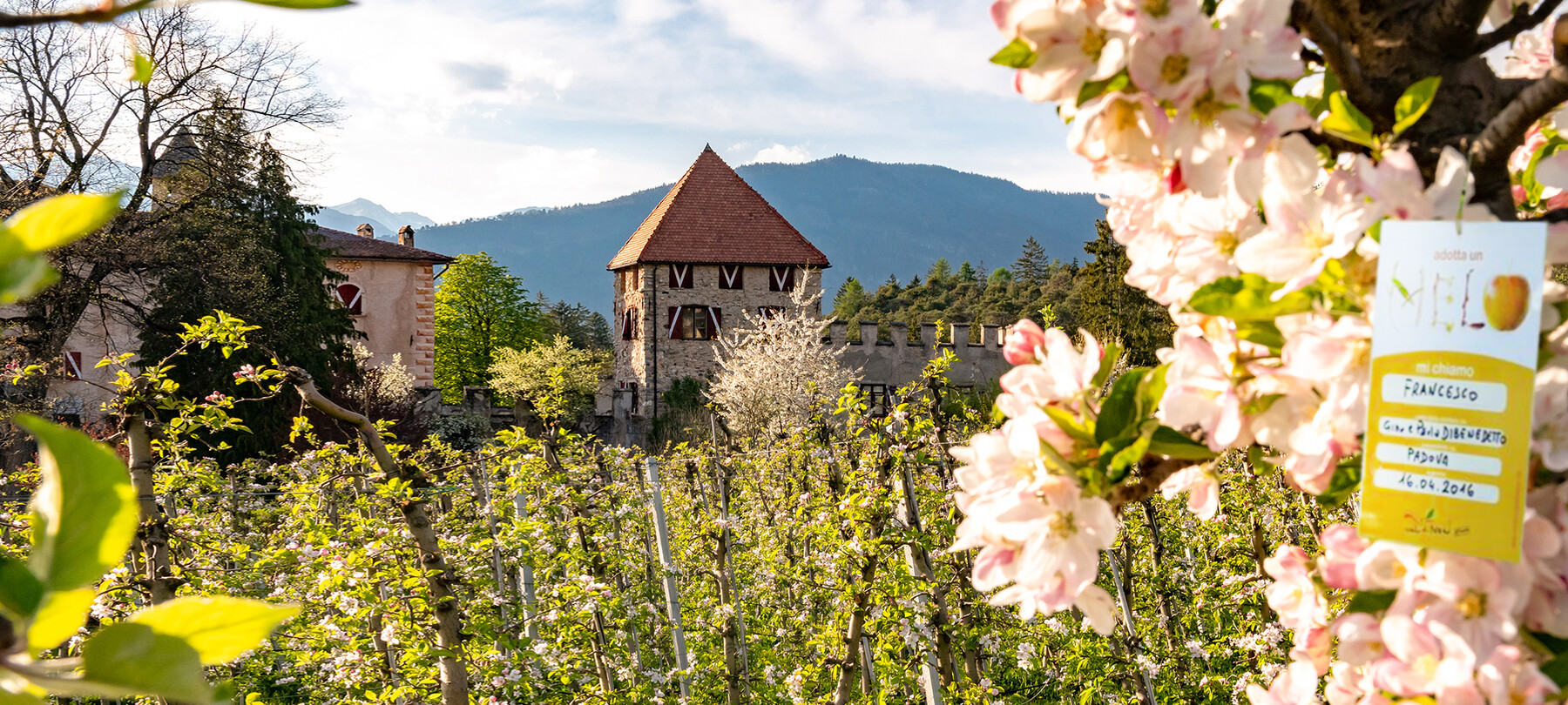 MelaColgo nei meleti del Trentino