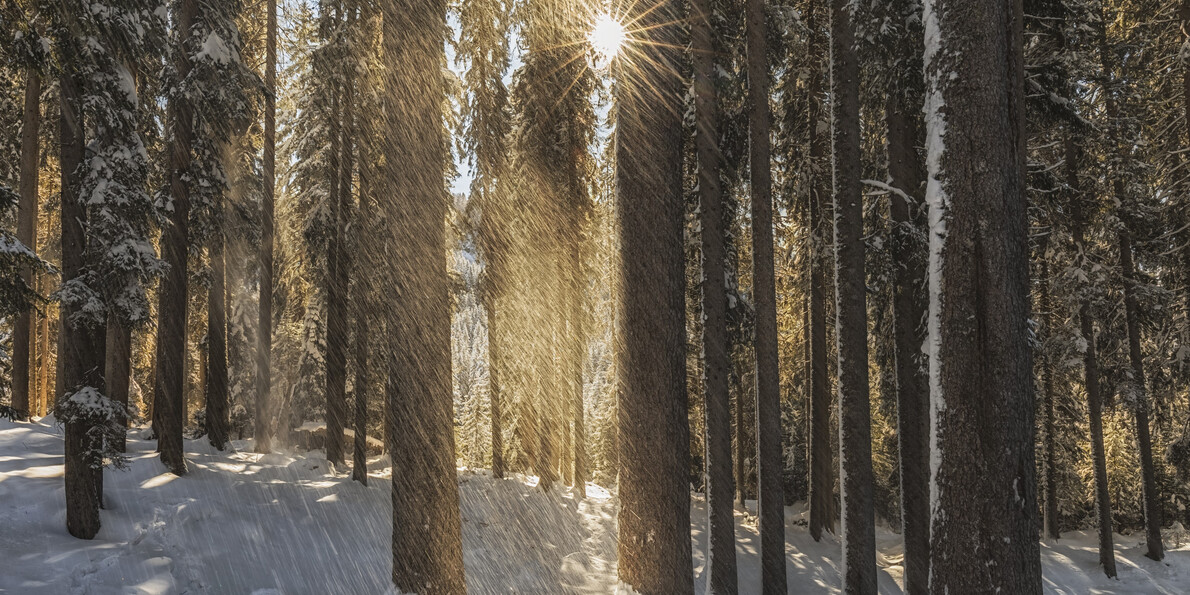 Val di Fiemme - Foresta di Paneveggio - Bosco innevato | © Luciano Gaudenzio