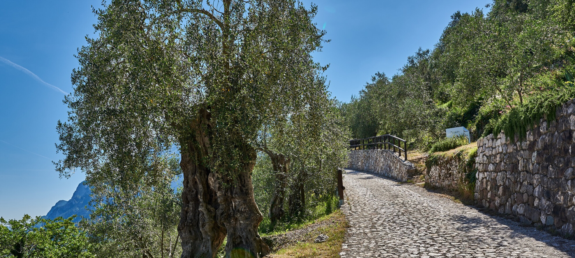 Olivo millanario Botes | © Archivio Trentino Mktg