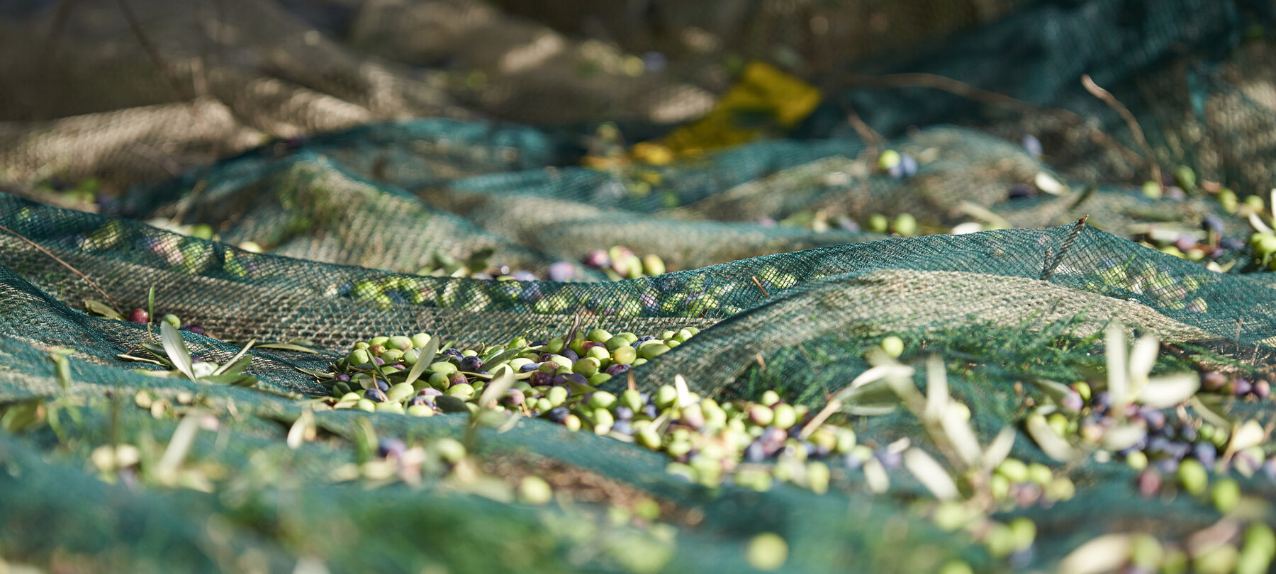 reti raccolta olive | © Archivio Trentino Mktg