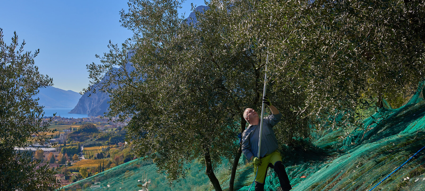 Raccolta Maso Botes | © Archivio Trentino Mktg