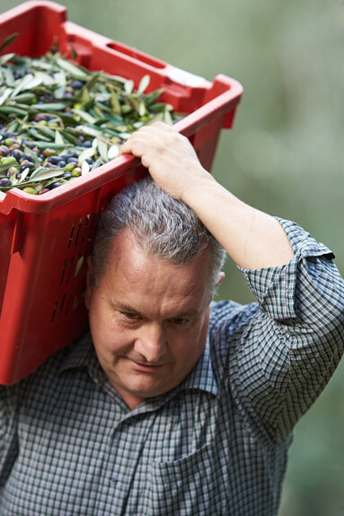 Raccolta olive Renato Santuliana | © Archivio Trentino Mktg