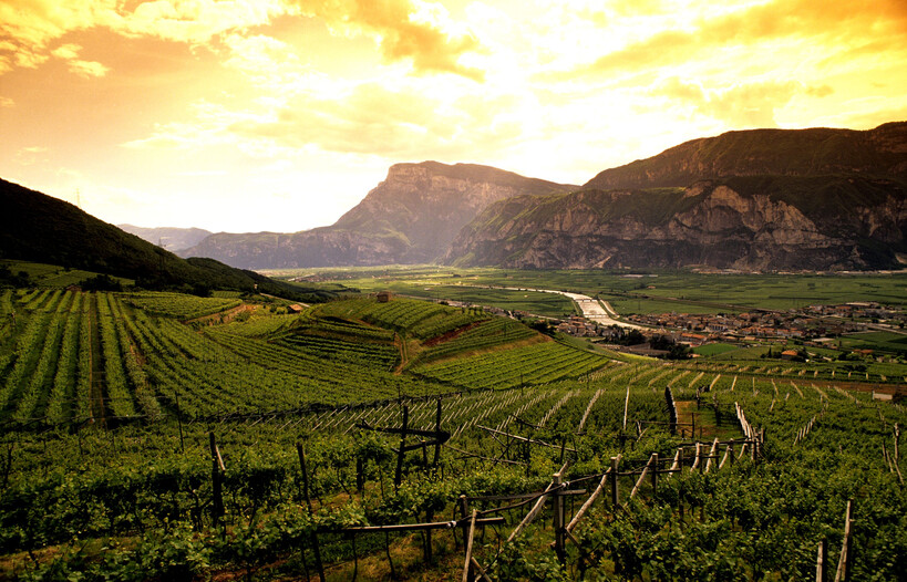 Scopri tutti i vini del Trentino!
