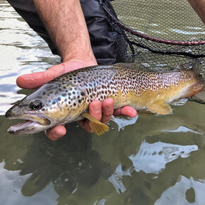 Guida alla pesca della trota marmorata