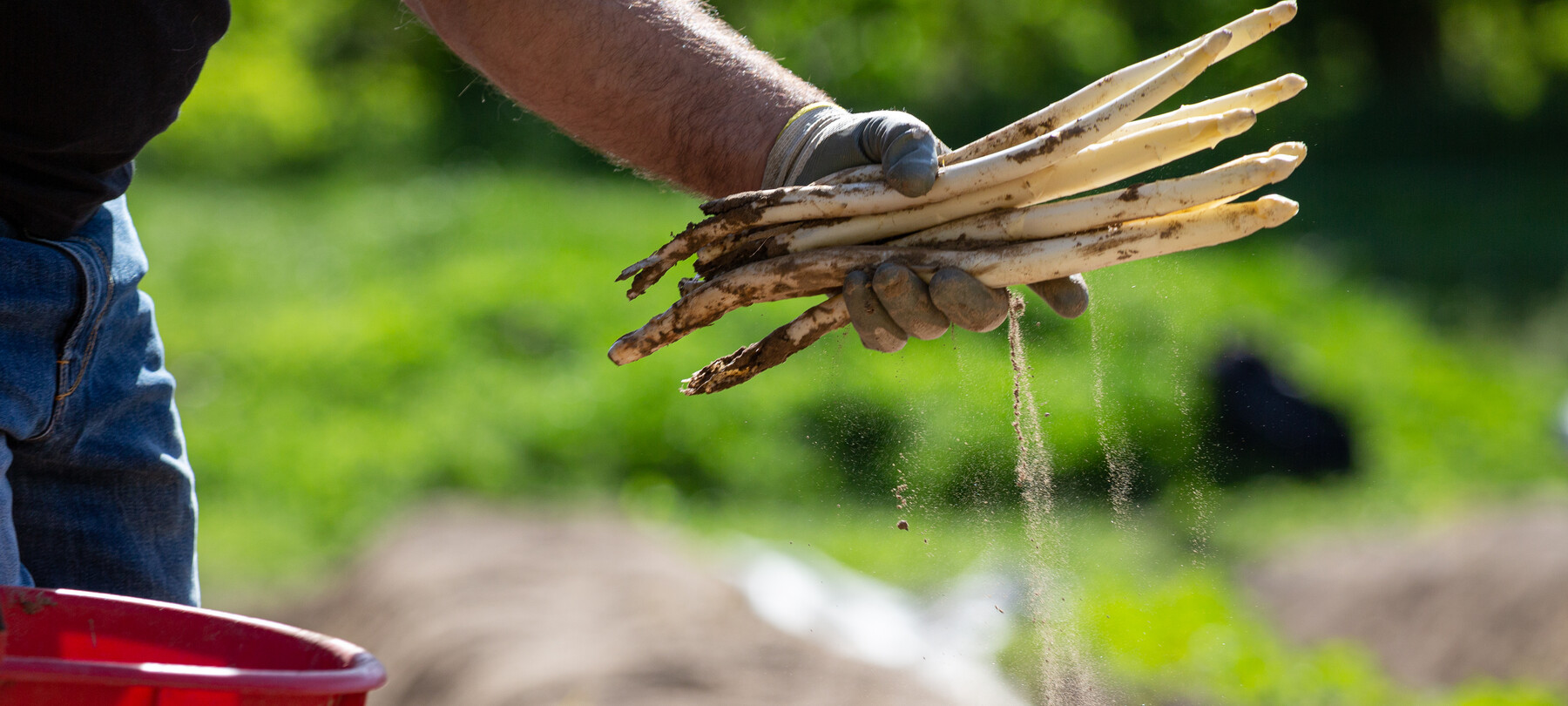 Asparagi bianchi appena raccolti, ancora sporchi di terra. Siamo nella frazione di Zambana, famosa proprio per la coltivazione di questo prezioso ortaggio.