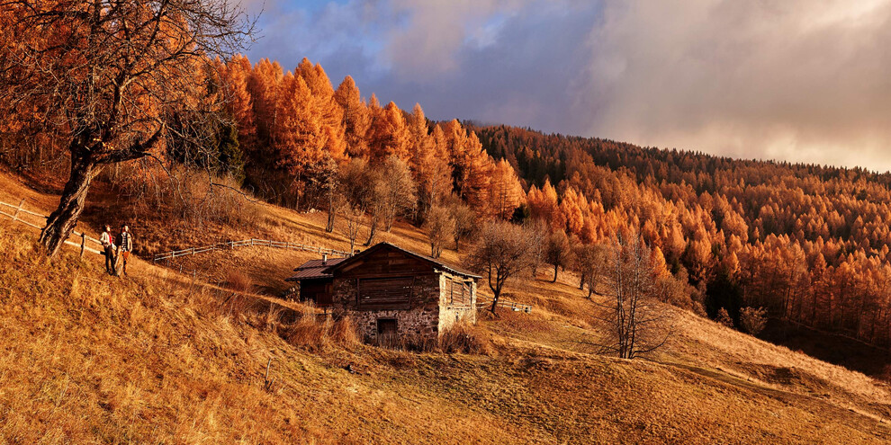 Alla scoperta dei canopi